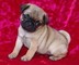 WOW charming VARÓN Y HEMBRA CACHORROS PUG para sus hijos en la Na - Foto 1