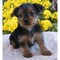 Yorkie cachorros disponibles magníficos