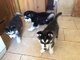 3 perritos adorables siberean husky