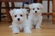 Adorable male and female maltese puppies