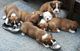 Bellisima cachorros de boxer de raza pura