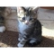 Bellos gatitos maine coon - listo para ir