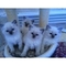 Borrar family registrado en tica gatitos ragdoll