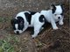 Bulldog francés de 10 semanas edad macho y hembra disponibles