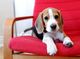 Cachorro beagle hembra para la adopción libre