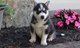 Cachorro de husky siberiano para adopción