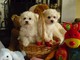 Cachorros bichon maltes mini toy macho y hembra