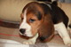 Cachorros machos y hembras sorprendentes Beagle en venta - Foto 1