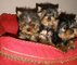 Cachorros yorkshire carita de muñeca - Foto 1