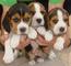 Camada Beagle tricolores en adopcion 002 - Foto 1