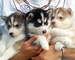 Camadas de primera clase de cachorros husky siberiano