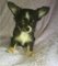 Chihuahua del perrito Perra muy minúscula - Foto 1