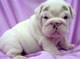 Espectaculares cachorros bulldog inglés