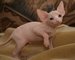 Gatitos bonitos de Sphynx en venta - Foto 1