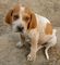 Gratis americano cachorro coonhound inglés lista