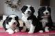 Gratis asombrosa cachorro collie barbudo disponibles