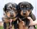 Gratis beauceron perritos disponibles