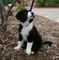 Gratis border collie cachorro disponibles - Foto 1