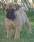 Gratis bullmastiff cachorros disponibles