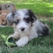 Gratis cachorro aussiedoodle lista