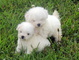 Gratis cachorro bichon frisé asombrosa disponibles