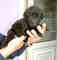 Gratis cachorro de terrier de bedlington listo - Foto 1