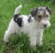 Gratis cachorro fox terrier disponibles