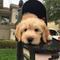 Gratis cachorro goldendoodle excepcional disponibles - Foto 1