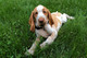 Gratis cachorro italiano extraordinaria bracco disponibles
