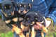 Gratis cachorro kelpie australiano disponibles