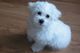 Gratis cachorros bichon impresionantes disponibles