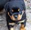 Gratis cachorros rottweiler listo