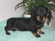 Gratis dachshund miniatura cachorro lista