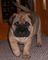 Gratis fenomenal bullmastiff cachorro listo