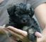 Gratis fenomenal cachorro de lasa lowchen disponibles - Foto 1