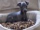 Gratis galgo italiano cachorros disponibles - Foto 1