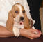 Gratis golpear basset hound cachorros