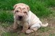 Gratis impresionante shar pei cachorro disponibles