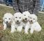 Gratis increíble y preciosa del perrito de Komondor disponibles - Foto 1