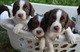 Gratis inglés springer spaniel cachorros listos