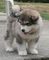 Gratis lindos cachorros de alaska malamute listo