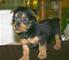 Gratis maravillosa cachorro terrier australiano lista - Foto 1