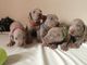 Gratis notable cachorro weimaraner disponibles ahora - Foto 1
