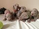 Gratis notable cachorro weimaraner disponibles ahora