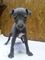 Gratis notable perrito del galgo disponibles