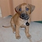 Gratis notable perrito rhodesian disponibles