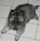 Gratis perrito del keeshond increíble disponibles - Foto 1