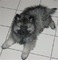 Gratis perrito del keeshond increíble disponibles