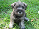 Gratis perrito schnauzer increíble lista