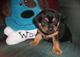 Gratis pinscher cachorro carlin disponibles